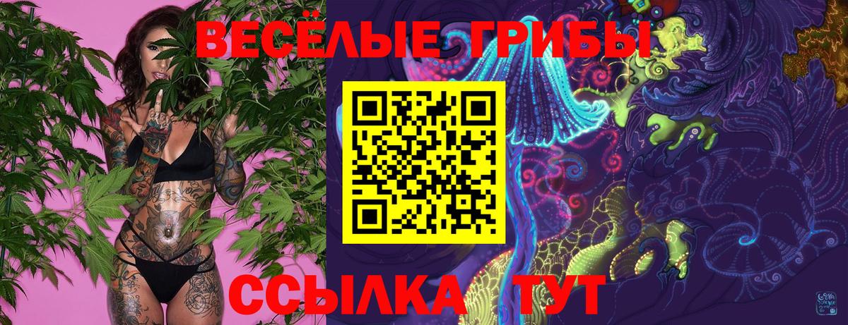 Псилоцибиновые грибы Psilocybine cubensis Североуральск
